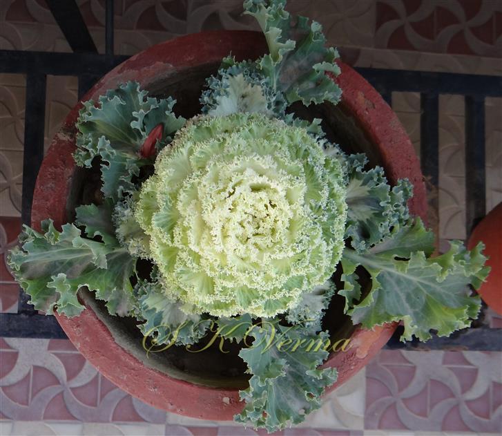  Plant